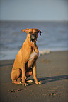 sitting German Boxer