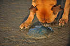 German Boxer with jellyfish