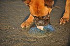 German Boxer with jellyfish