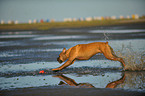 playing German Boxer