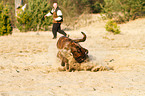 running German Boxer