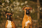 German Boxer Portrait