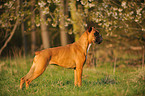 German Boxer