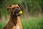 German Boxer Portrait