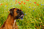 German Boxer Portrait