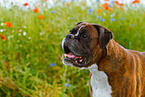 German Boxer Portrait