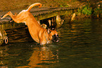 jumping German Boxer