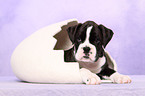 German Boxer Puppy