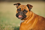 German Boxer Portrait