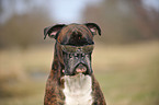 German Boxer Portrait