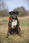 retrieving German Boxer