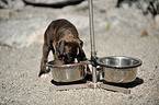 German Boxer Puppy