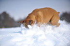 braking German Boxer