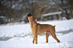 yowling German Boxer