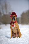 sitting German Boxer