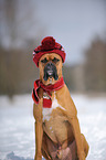 sitting German Boxer