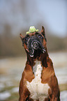 German Boxer Portrait