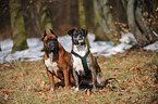 2 German Boxer