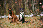 2 German Boxer