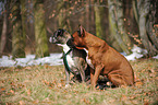 2 German Boxer