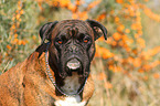 German Boxer Portrait