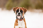 German Boxer Portrait