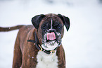 German Boxer Portrait