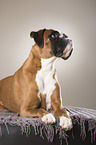 lying German Boxer