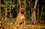 sitting German Boxer