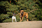 2 dogs