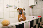 German Boxer in bathtub