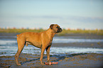 standing German Boxer