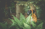 German Boxer Portrait