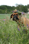 German Boxer Portrait