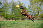 jumping German Boxer