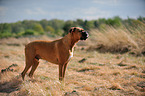 standing German Boxer