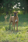 standing German Boxer