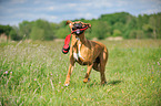 playing German Boxer