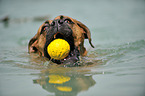 swimming German Boxer