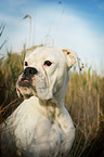 German Boxer Portrait