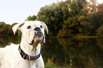 German Boxer Portrait