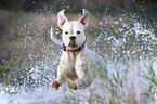 jumping German Boxer