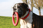 German Boxer portrait