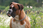 German Boxer Portrait