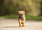 German Boxer Puppy