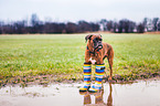 German Boxer with gumboots