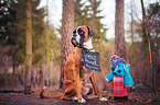 sitting German Boxer