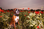 sitting German Boxer