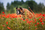jumping German Boxer