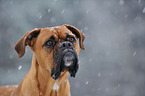 German Boxer Portrait